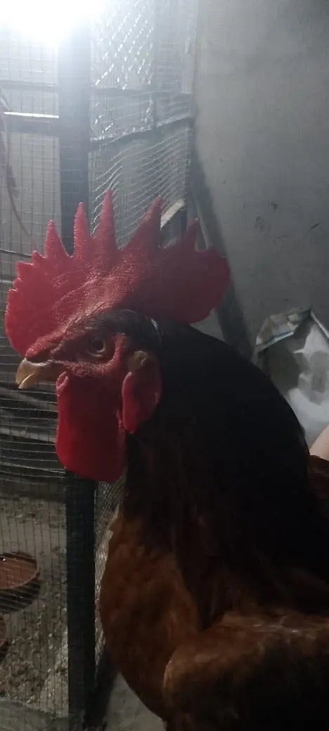 Golden Misri hen — photo 5