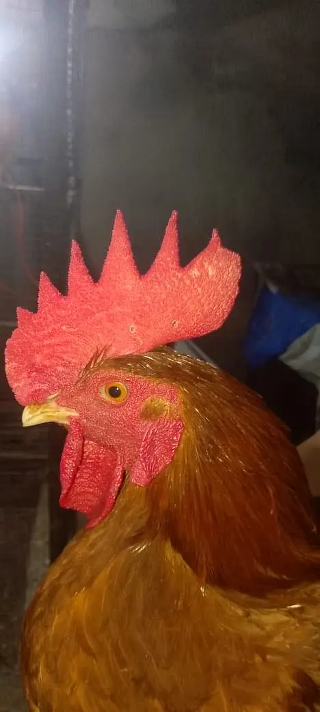 Golden Misri hen — photo 6