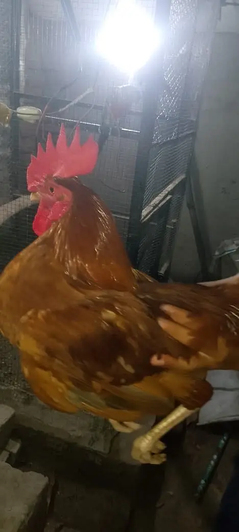 Golden Misri hen — photo 7