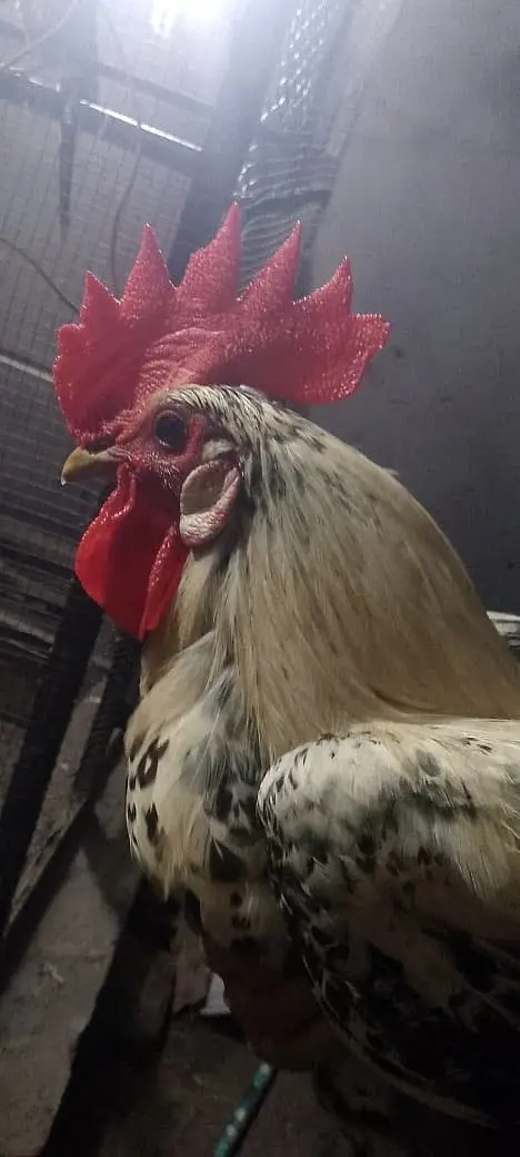 Golden Misri hen — photo 8