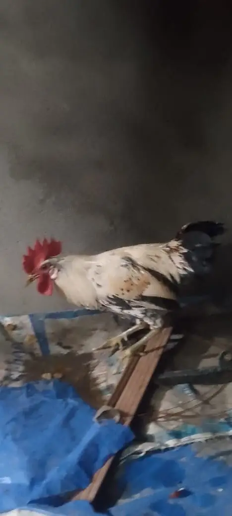 Golden Misri hen — photo 9