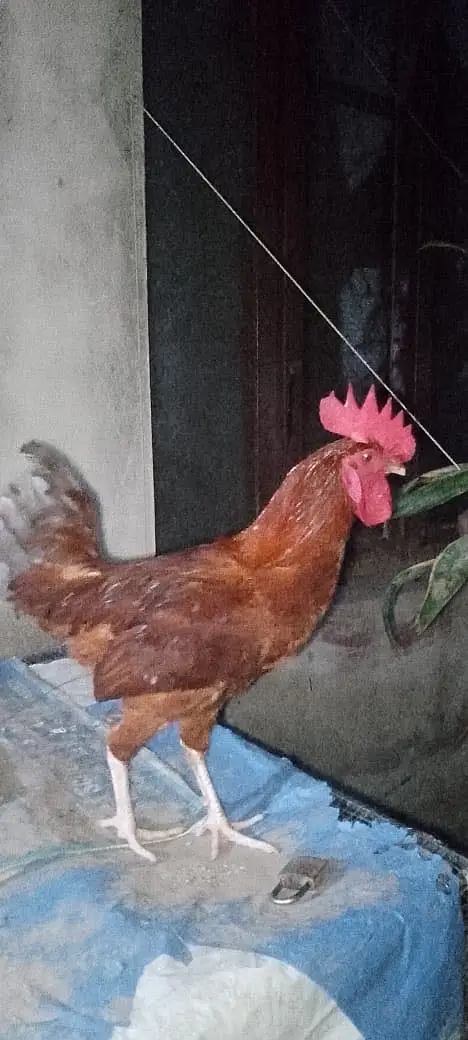 Golden Misri hen — photo 10