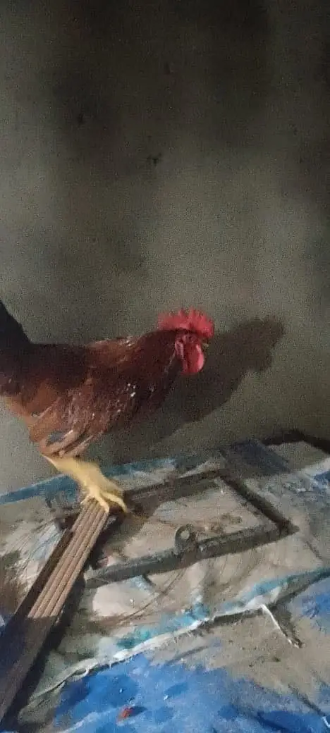 Golden Misri hen — photo 11