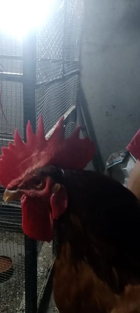 Golden Misri hen — photo 12