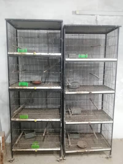Love bird Cages