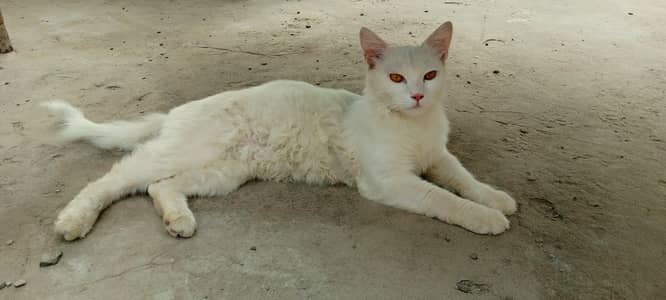 White Cat for Sale. . .