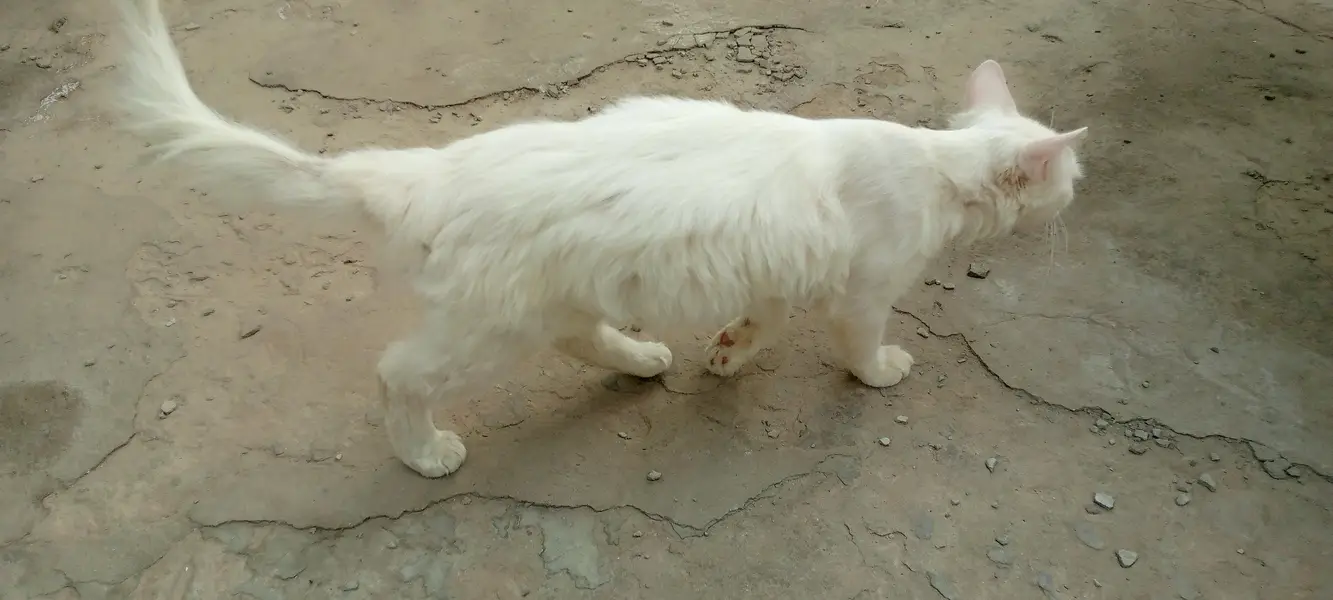 White Cat for Sale. . . — photo 2