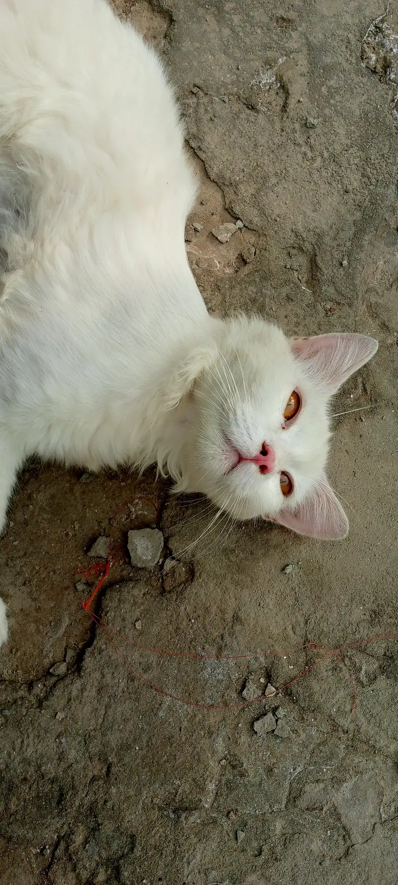 White Cat for Sale. . . — photo 3