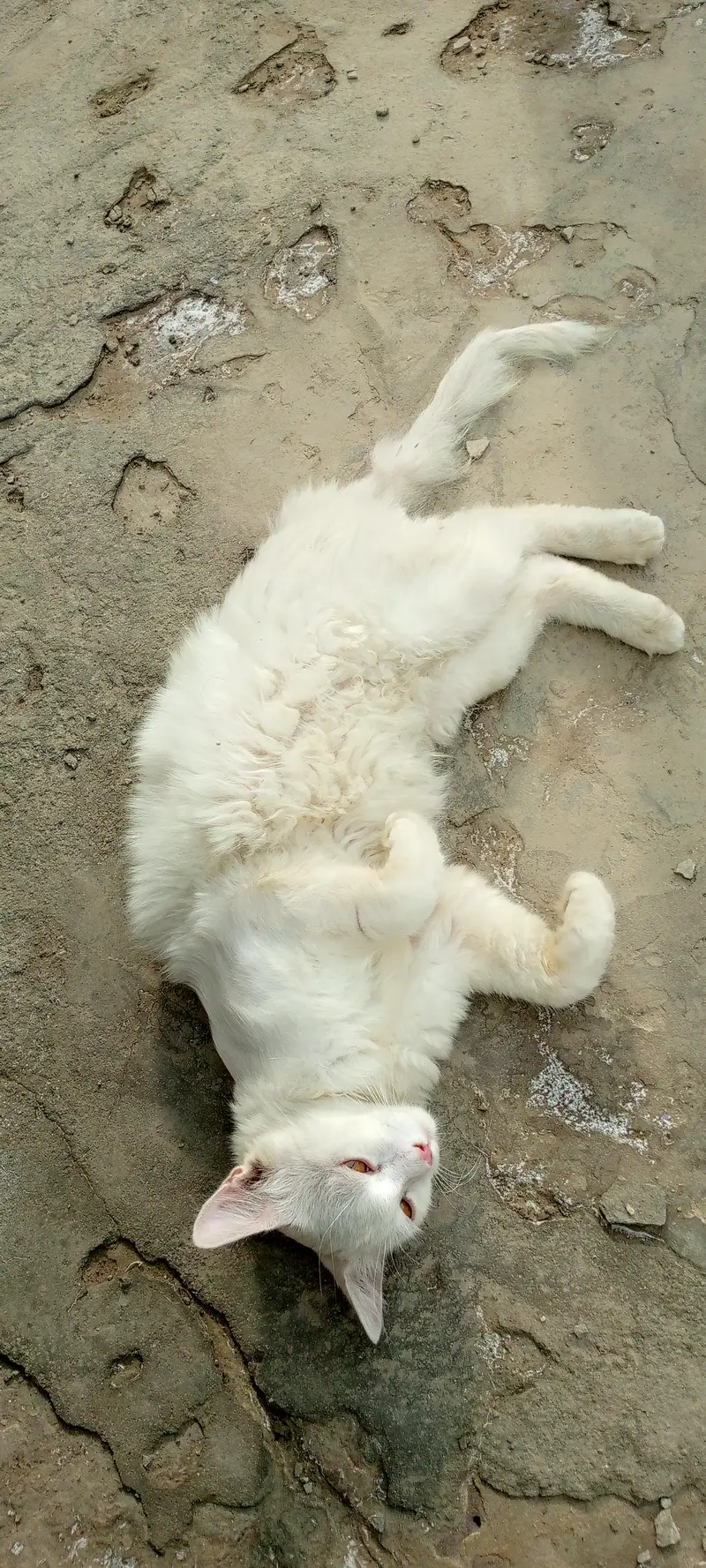 White Cat for Sale. . . — photo 4