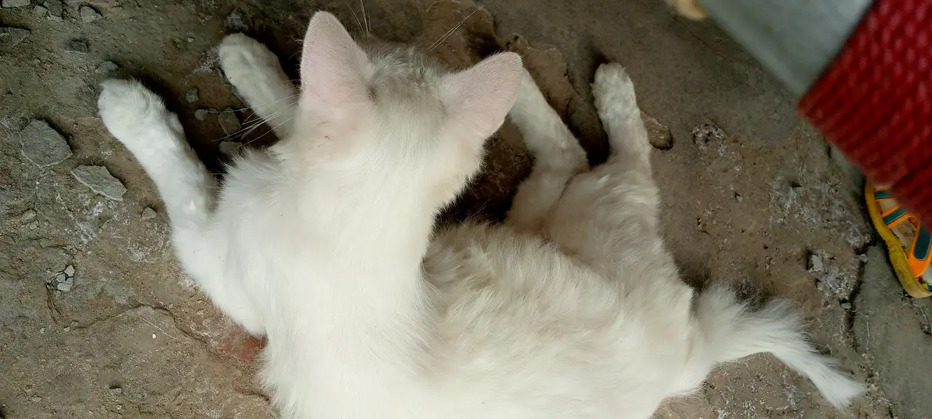 White Cat for Sale. . . — photo 5