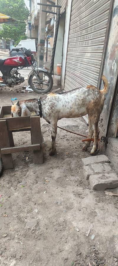 GOAT FOR SALE