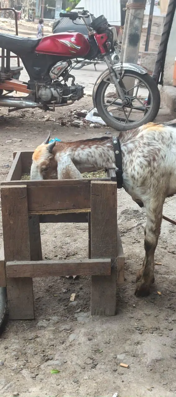 GOAT FOR SALE — photo 2