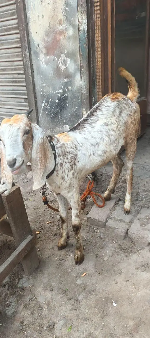 GOAT FOR SALE — photo 3