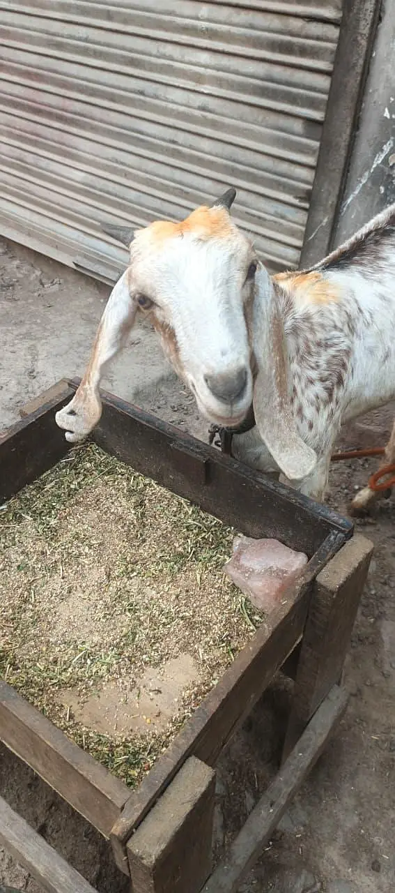 GOAT FOR SALE — photo 4