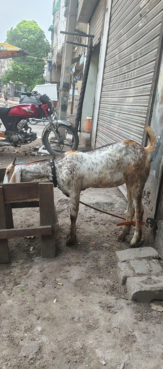 GOAT FOR SALE — photo 5