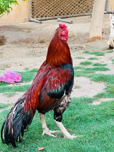 Pella zehrela