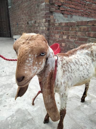 makhi chini female for sale 0,3,0-2_2-1_3-7:3"8:4