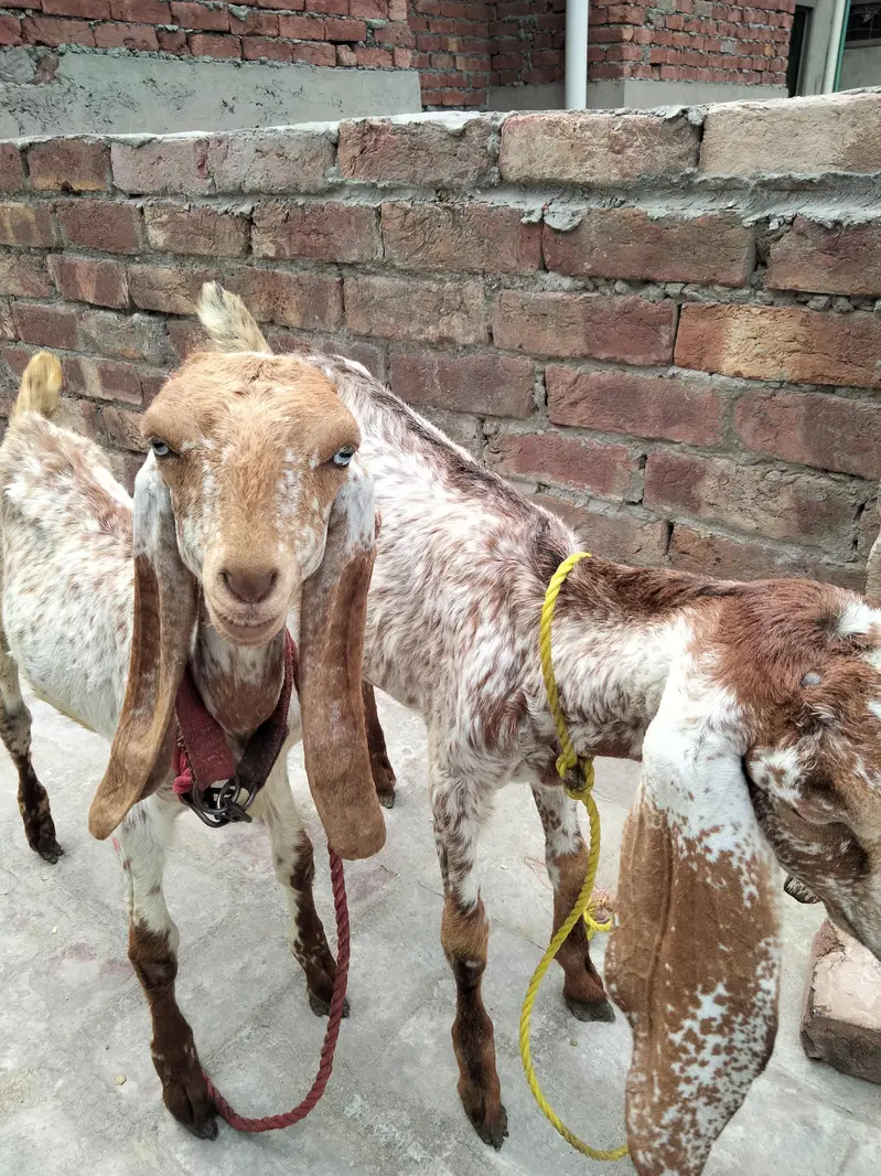 makhi chini female for sale 0,3,0-2_2-1_3-7:3"8:4 — photo 2