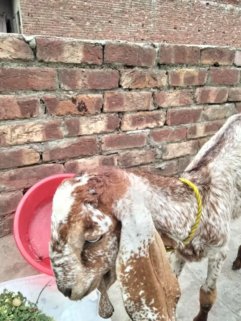 makhi chini female for sale 0,3,0-2_2-1_3-7:3"8:4 — photo 4