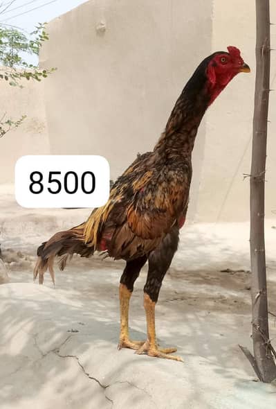 Sher murga for sale color shajra