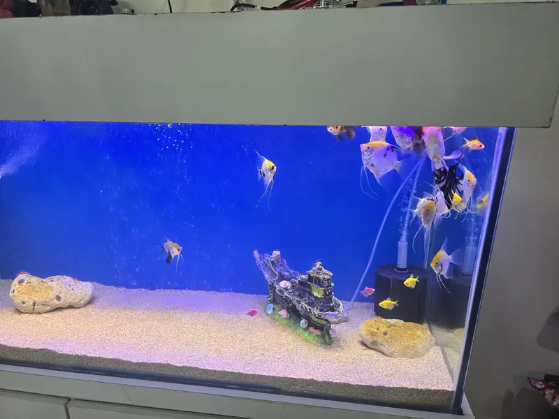 Premium 4ft Fish Aquarium with Modern white cabinet and complete acce — photo 3