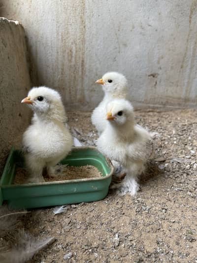 Light Colombian Brahma | Salmon Brahma Chicks