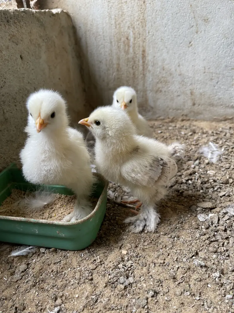 Light Colombian Brahma | Salmon Brahma Chicks — photo 2