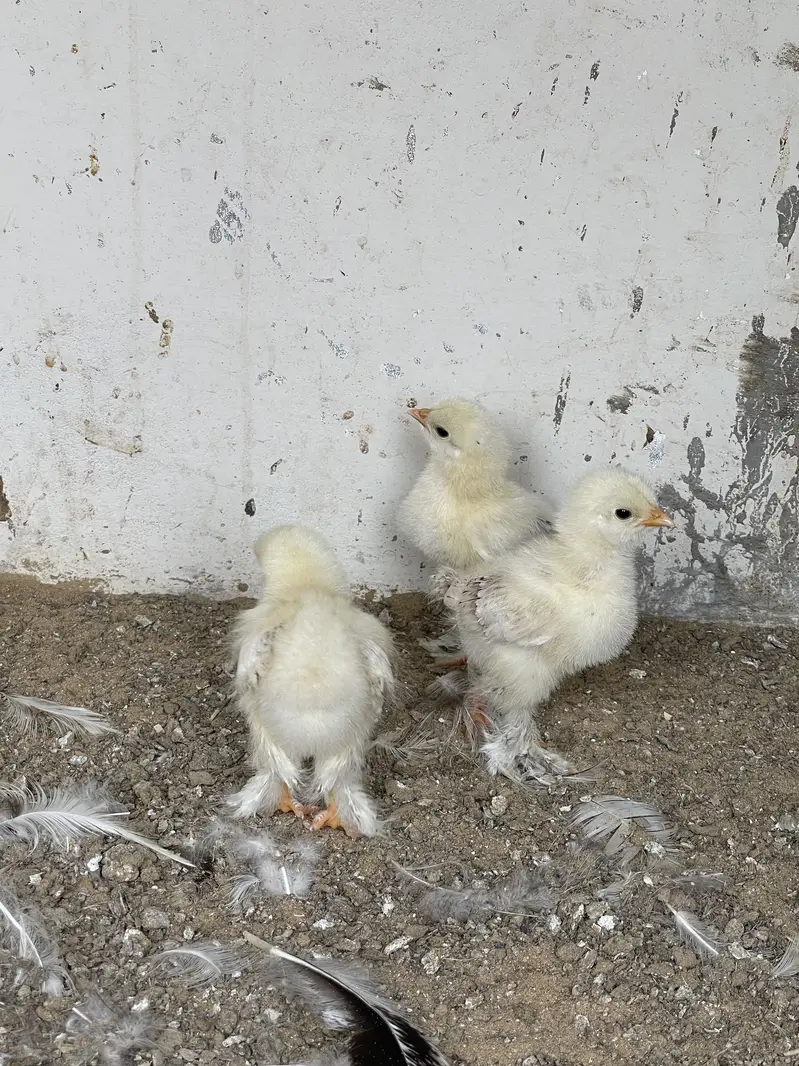 Light Colombian Brahma | Salmon Brahma Chicks — photo 3