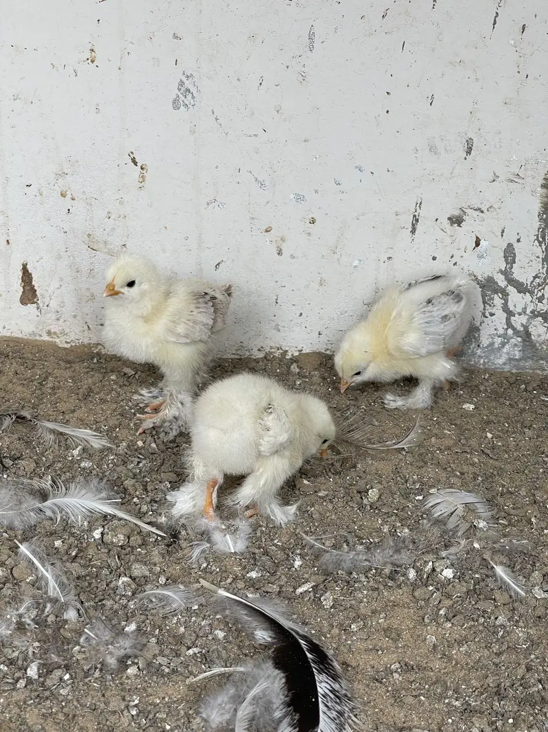 Light Colombian Brahma | Salmon Brahma Chicks — photo 4