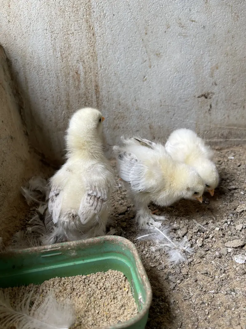 Light Colombian Brahma | Salmon Brahma Chicks — photo 5