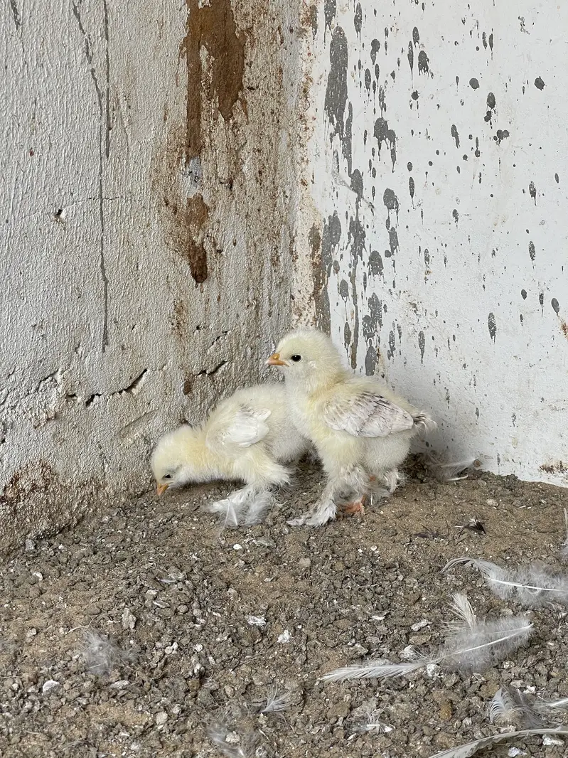 Light Colombian Brahma | Salmon Brahma Chicks — photo 6