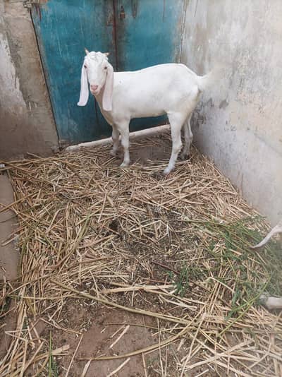 bakri path 2 daant 2 month ki gabban