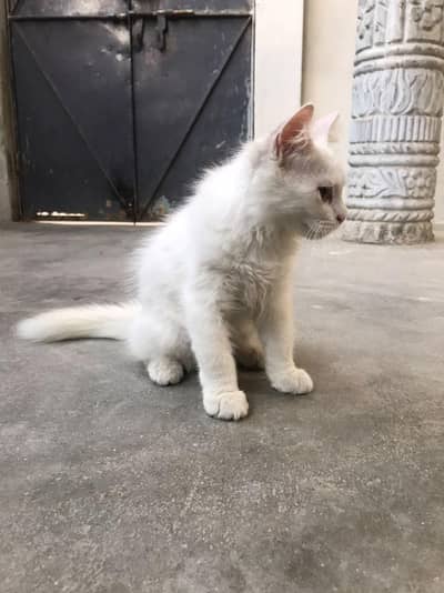persian