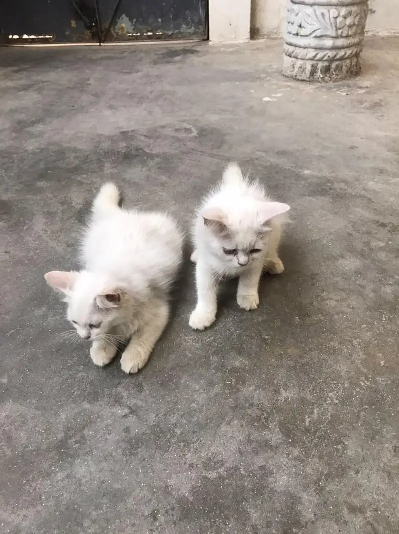 persian — photo 2