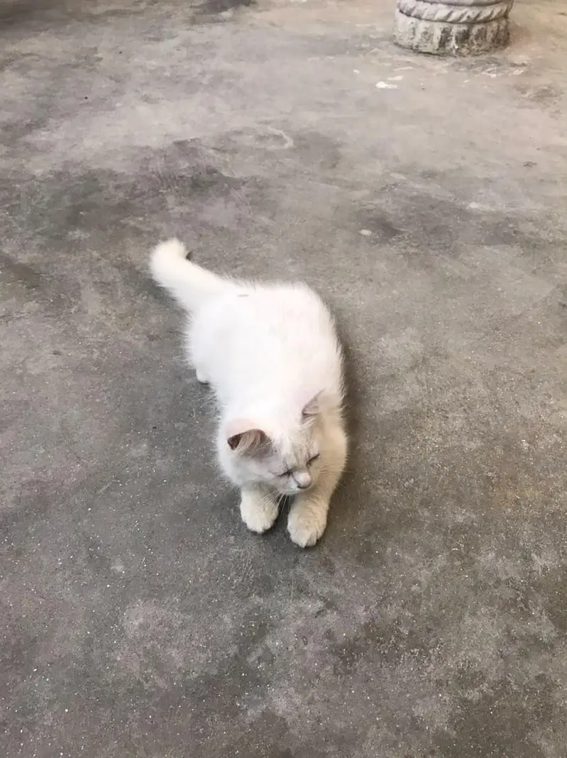 persian — photo 3
