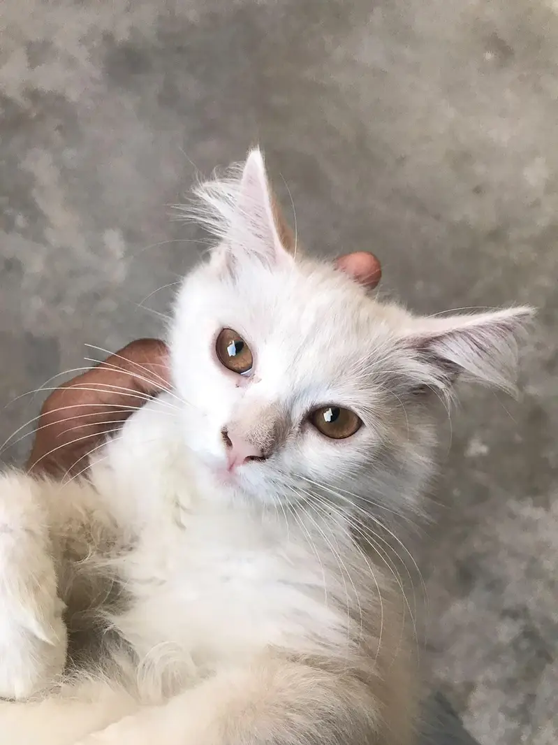 persian — photo 8
