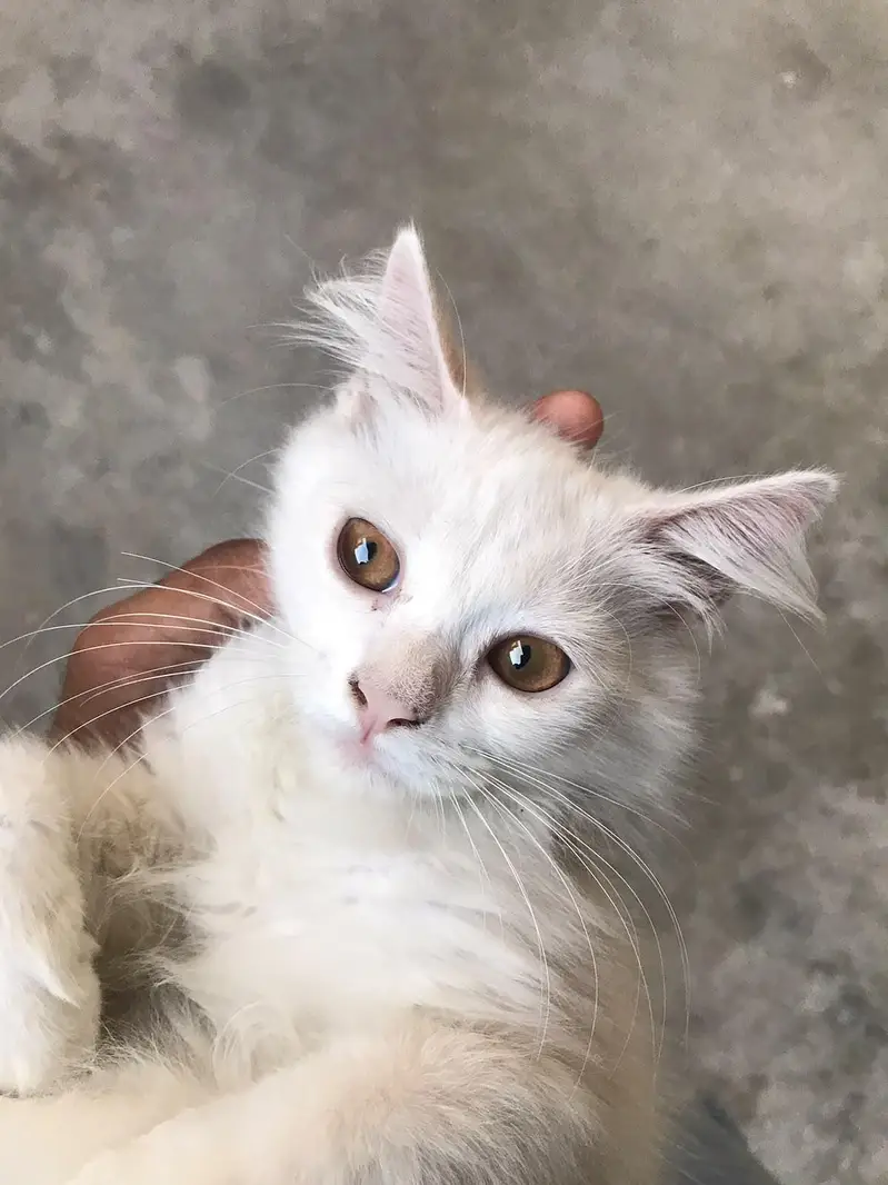 persian — photo 9