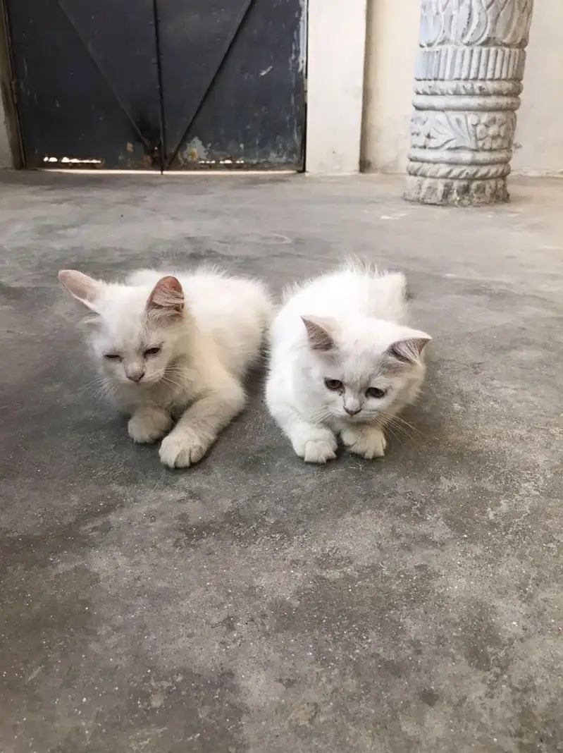 persian — photo 11