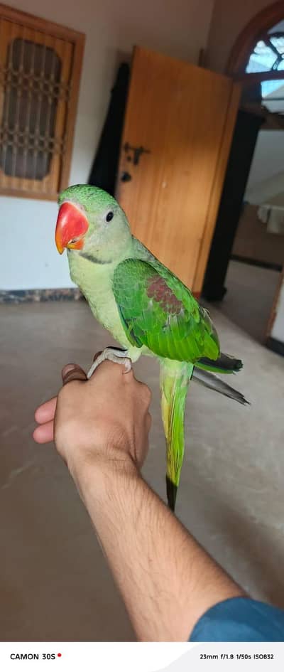 raw baby parrot male  03131266203