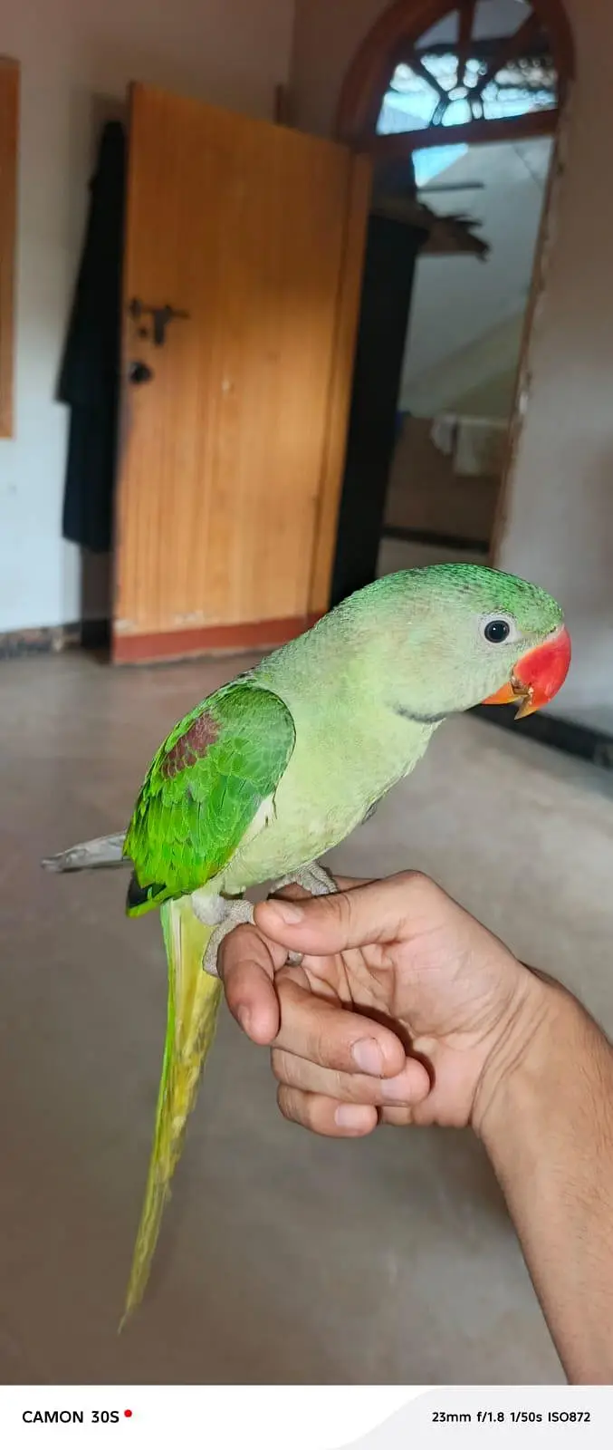 raw baby parrot male  03131266203 — photo 2