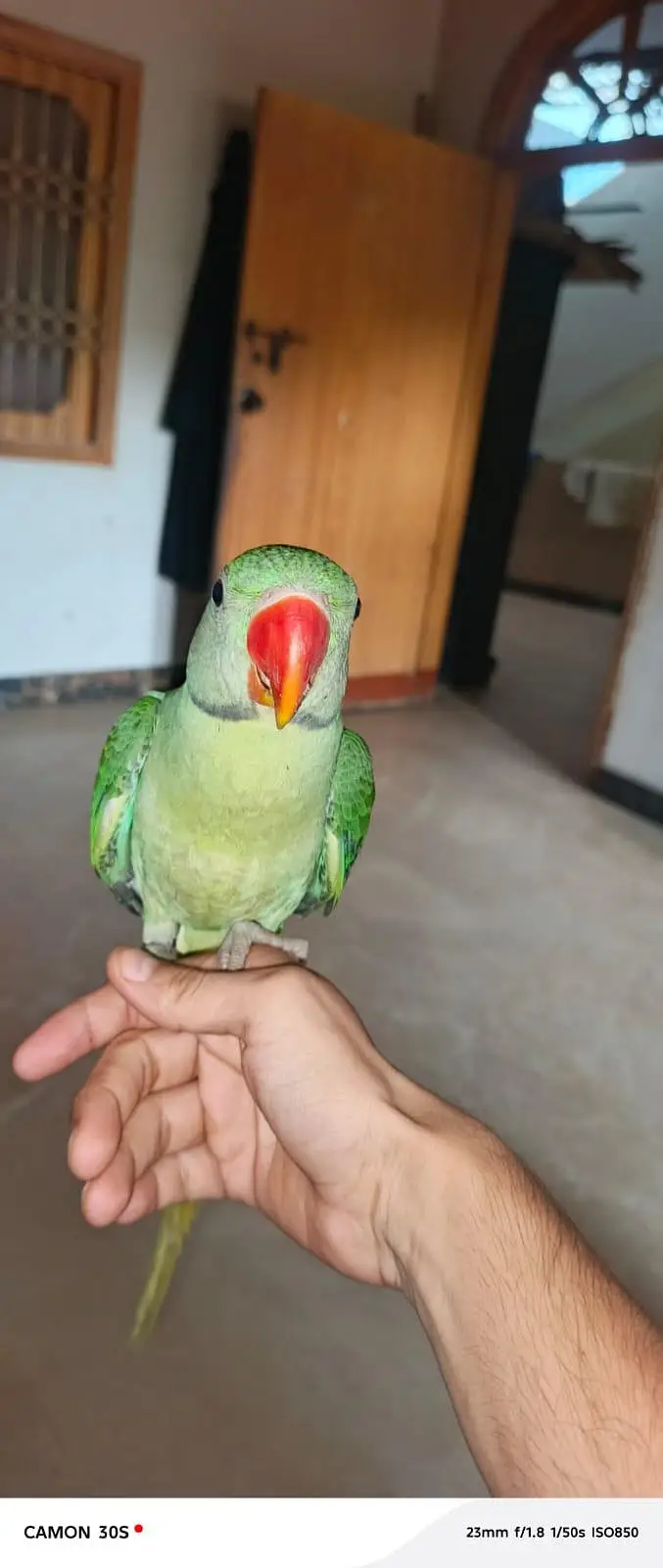raw baby parrot male  03131266203 — photo 3