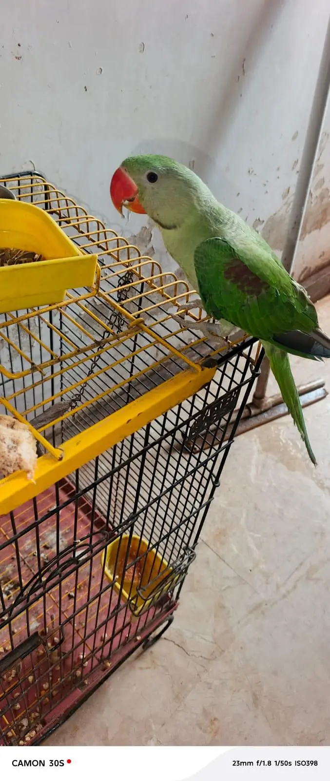 raw baby parrot male  03131266203 — photo 4