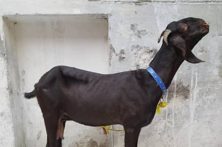 Bakri for sale ache size ki Healthy aur active  03346030146 whatsapp