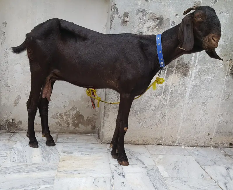 Bakri for sale ache size ki Healthy aur active  03346030146 whatsapp — photo 2