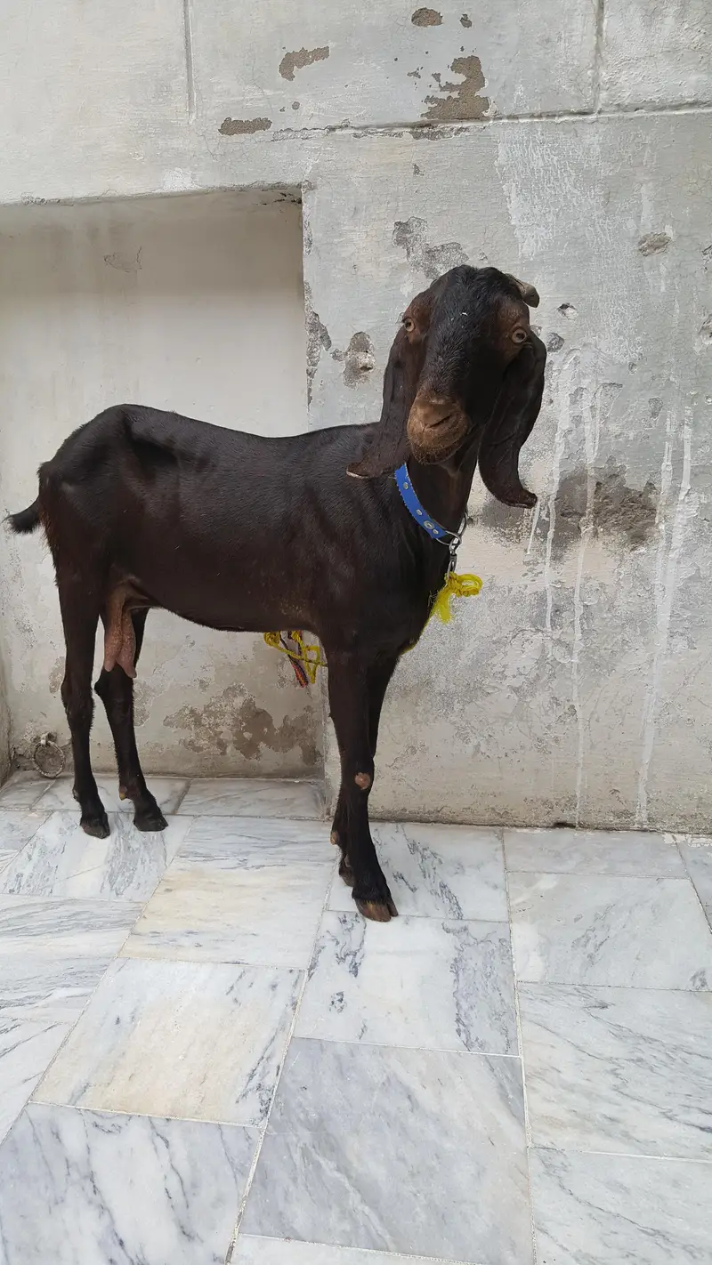 Bakri for sale ache size ki Healthy aur active  03346030146 whatsapp — photo 3