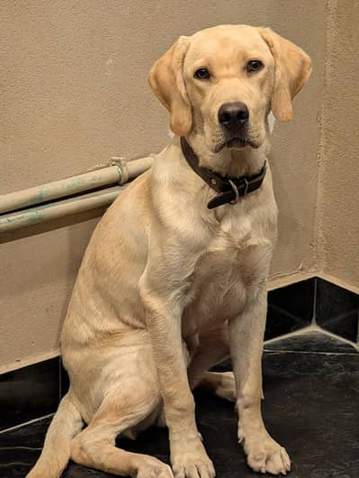 Labrador Retriever | 6 Months
