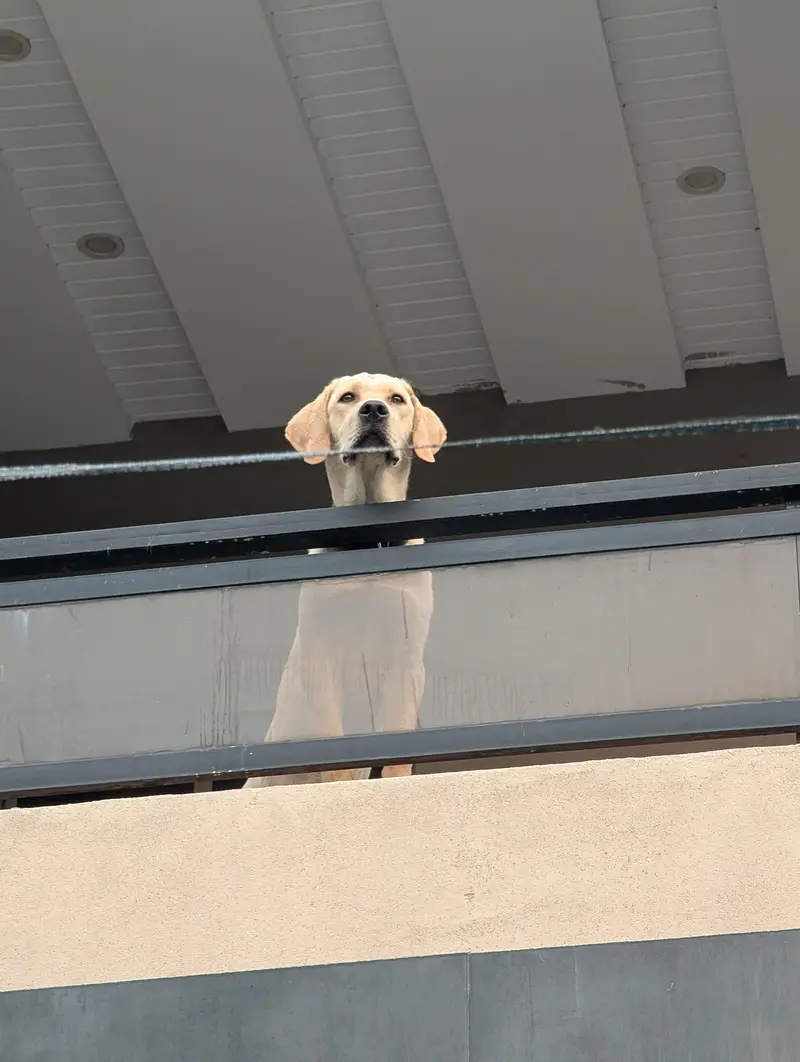 Labrador Retriever | 6 Months — photo 2