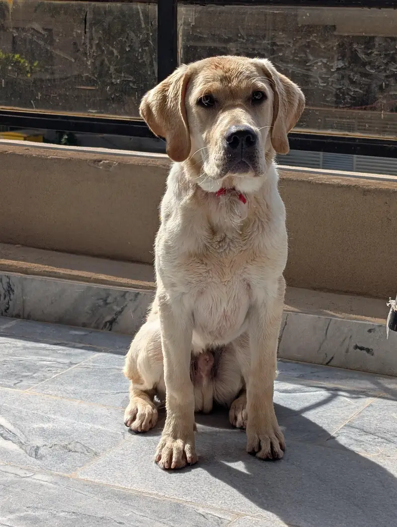 Labrador Retriever | 6 Months — photo 3
