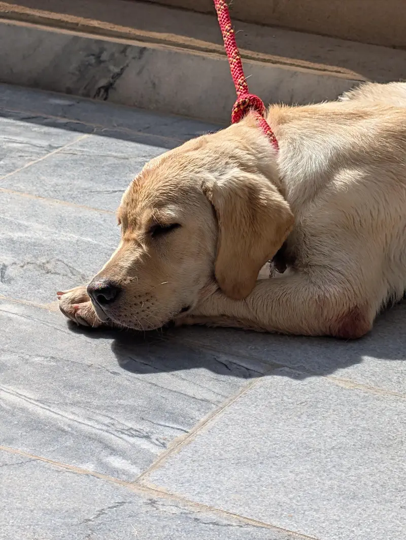 Labrador Retriever | 6 Months — photo 4