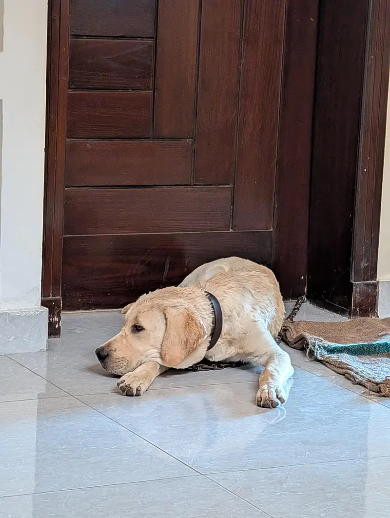 Labrador Retriever | 6 Months — photo 5